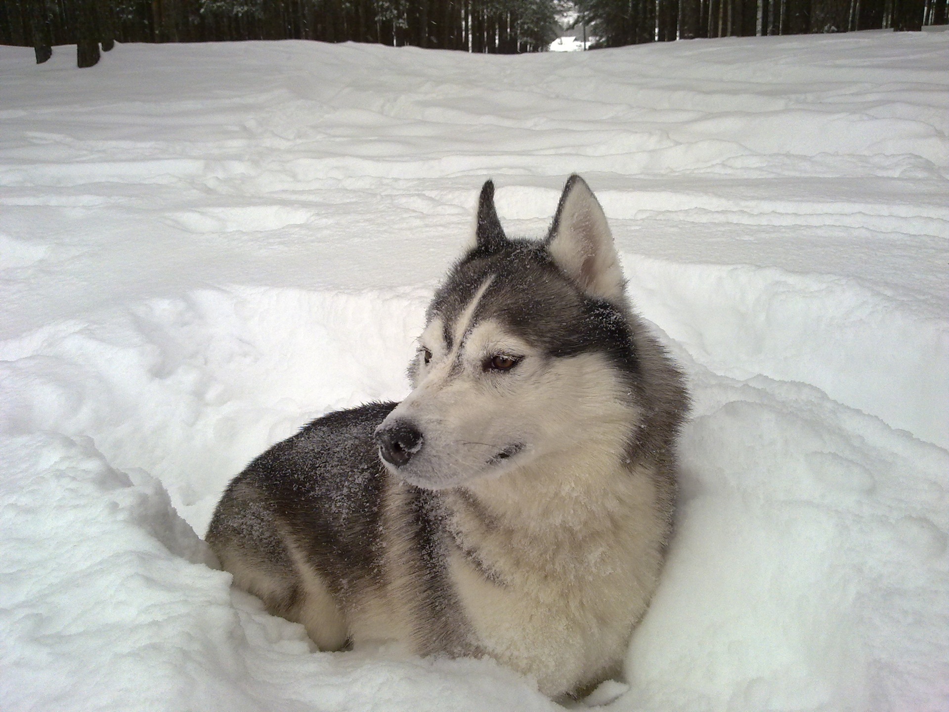 Собака снежок. Снежные псы демон. Питомник снежные псы Камчатка.