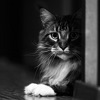 если цепь перескочила на зуб что будет. Смотреть фото если цепь перескочила на зуб что будет. Смотреть картинку если цепь перескочила на зуб что будет. Картинка про если цепь перескочила на зуб что будет. Фото если цепь перескочила на зуб что будет
