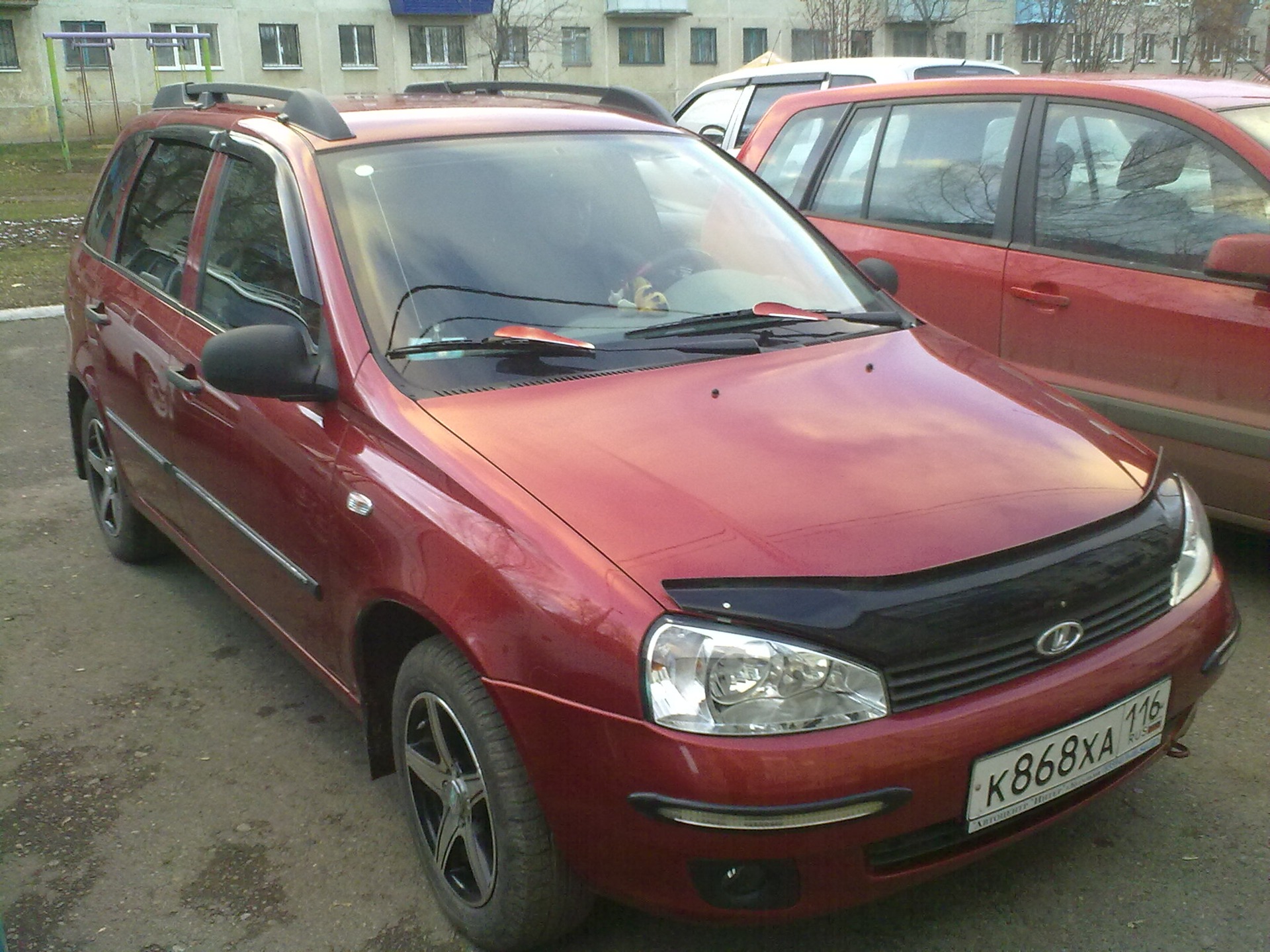 Обычный день из жизни Калины +BONUS, новый опознавательный признак ...