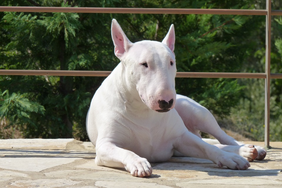 Бультерьер фото собаки Двудверная коллекция: Bull Terrier & Boxer's от Bburago - DRIVE2