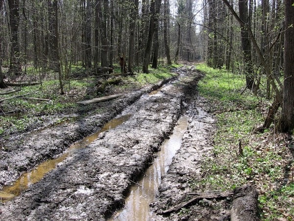 Лесная грязевая дорога фото