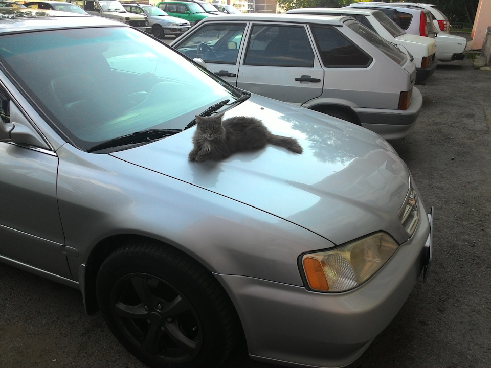 Охранная система АнтиГолубь :) — Acura TL (2G), 3,2 л, 2000 года ...