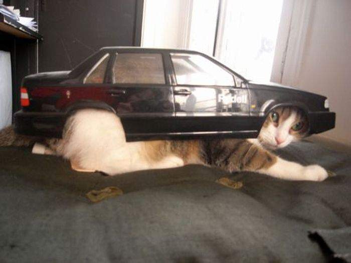 Черный кот в машине мем Прикупил новый аккум.) - Volvo V40 (1G), 1,9 л, 1997 года плановое ТО DRIVE2
