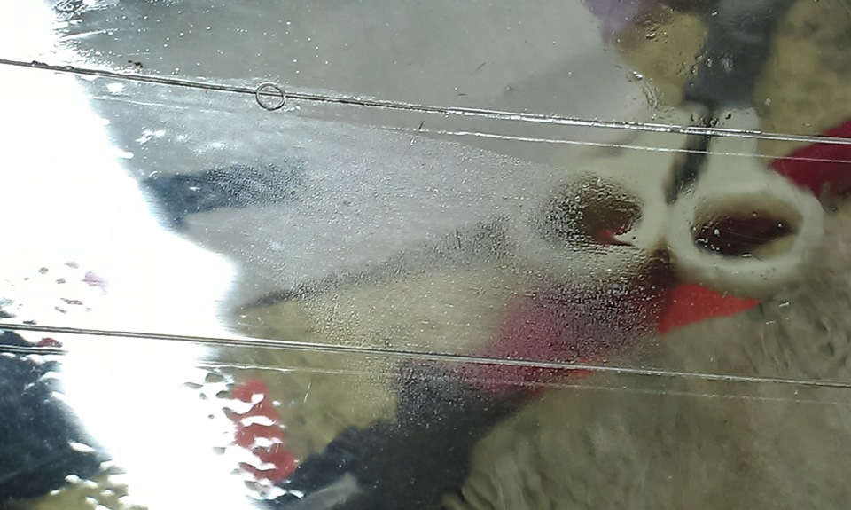 Фото в бортжурнале Renault Safrane