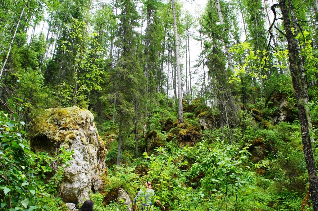 Пинежский заповедник архангельской. Пинежский заповедник. Лиственничная роща Пинежский заповедник. Пинежский заповедник лес. Лиственница Пинежский заповедник.