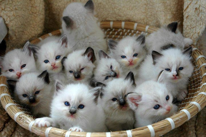 Кошки маленькие