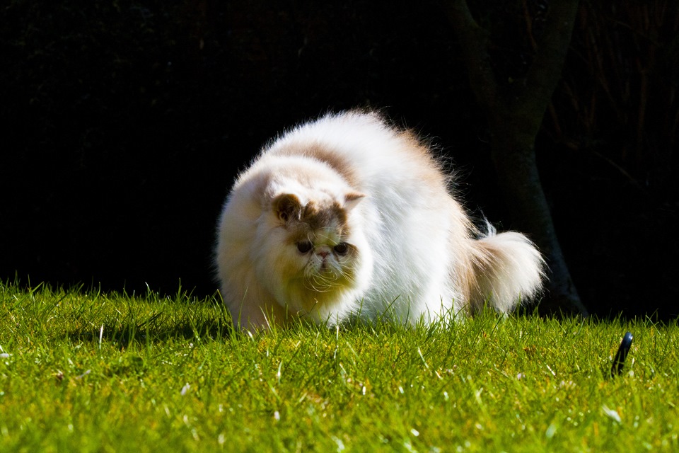 фотки пушистиков.