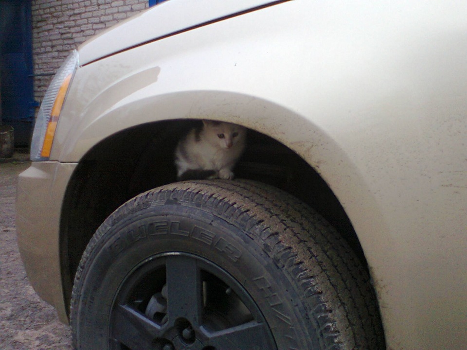 Осторожно КОТЭ на колесах! — Chevrolet Equinox (1G), 3,4 л, 2007 года ...