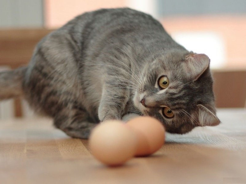 Яйца кота