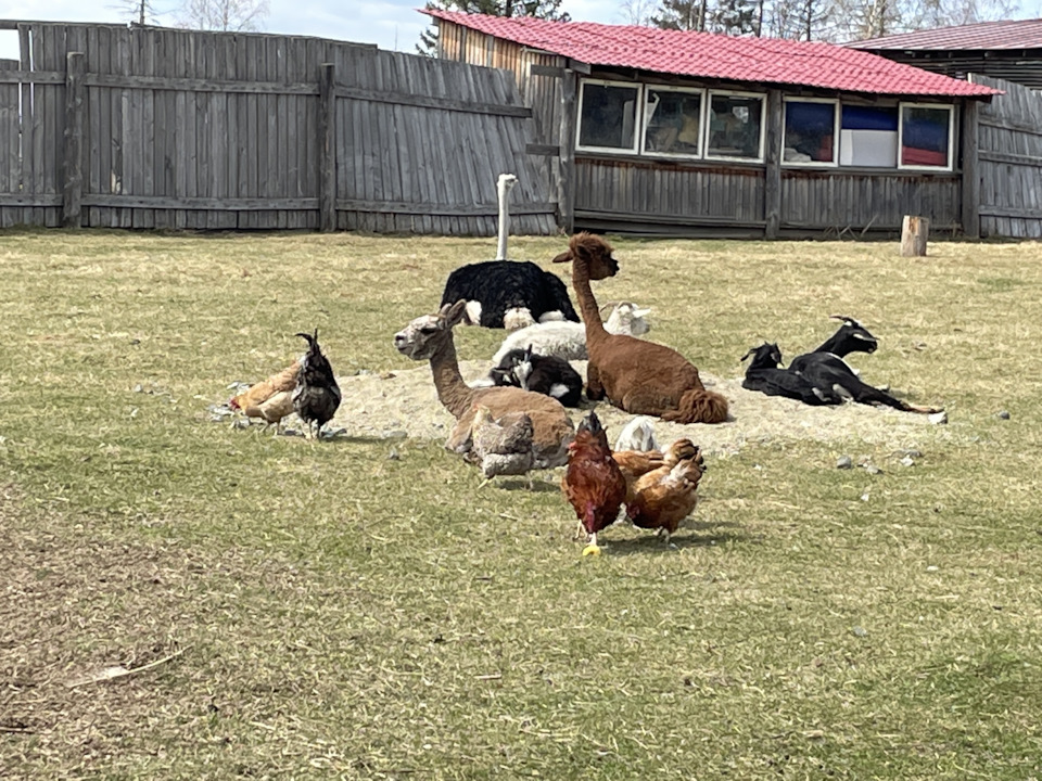 Фото в бортжурнале Toyota Land Cruiser 100