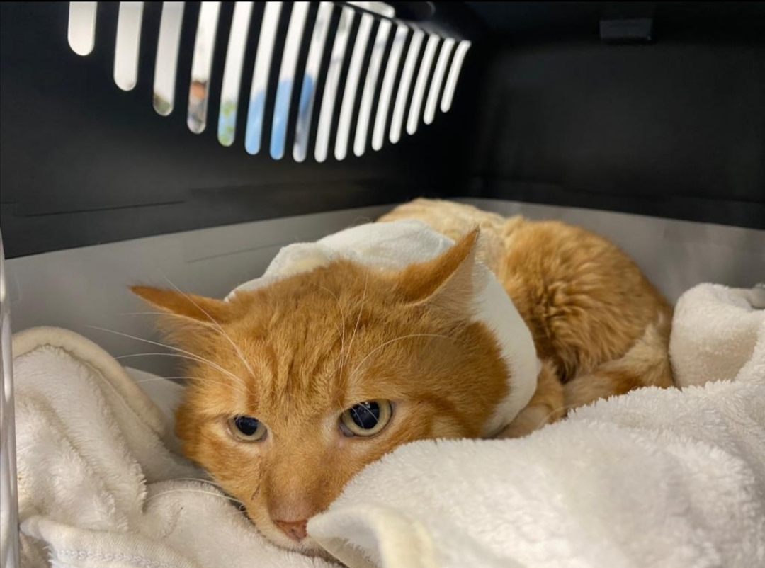 Дефабержирован фото и видео - kotopuzik.ru