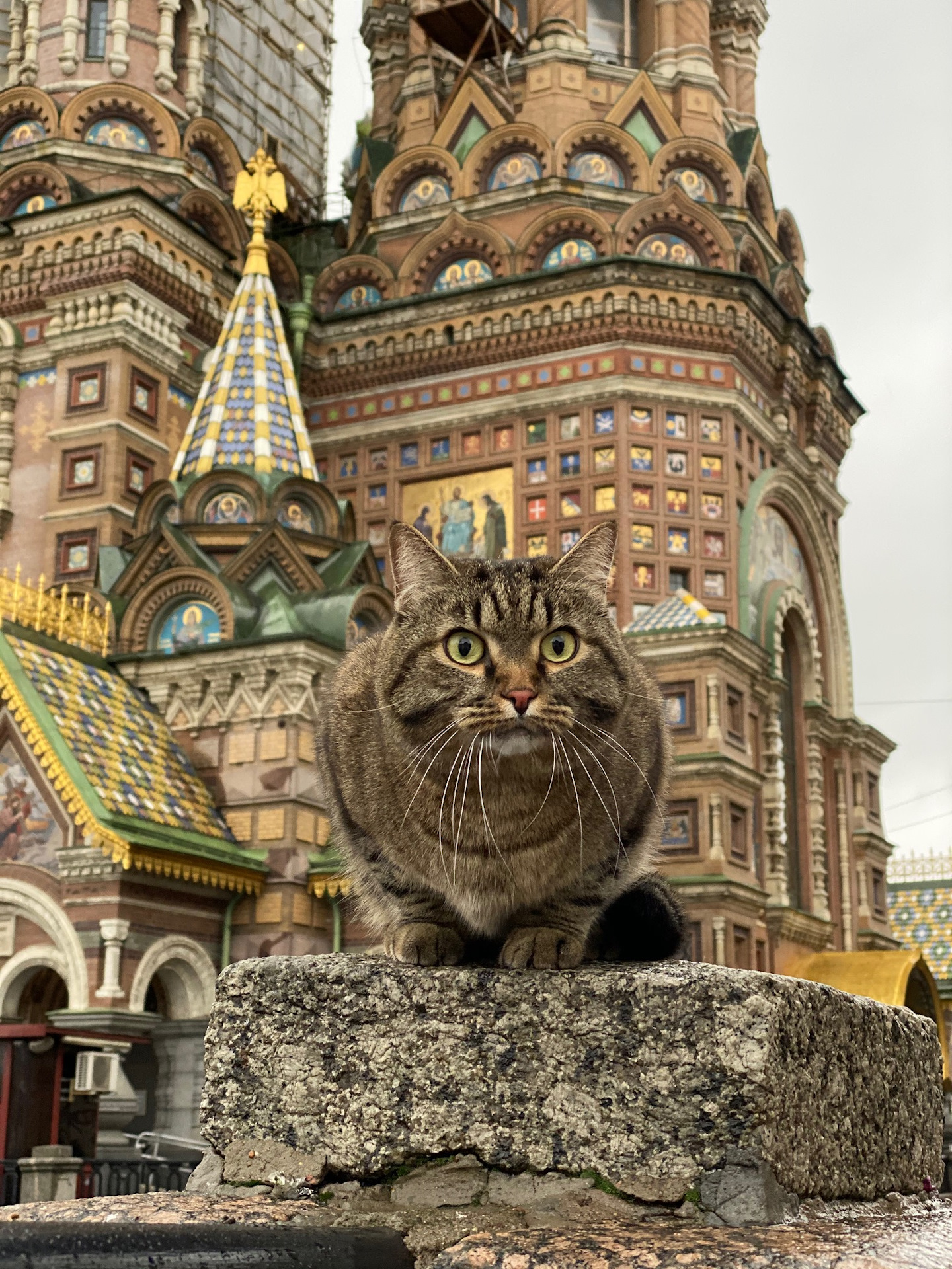 Коты санкт петербурга картинки