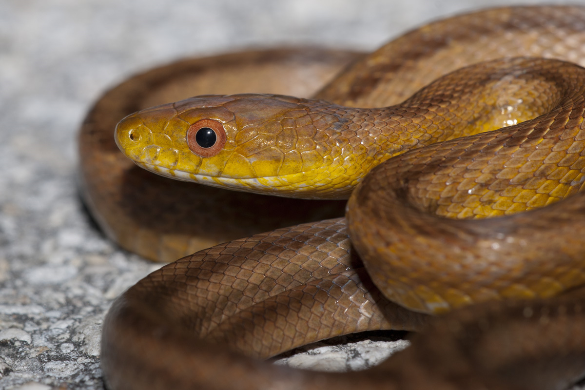 Желтая змея в сочи название фото