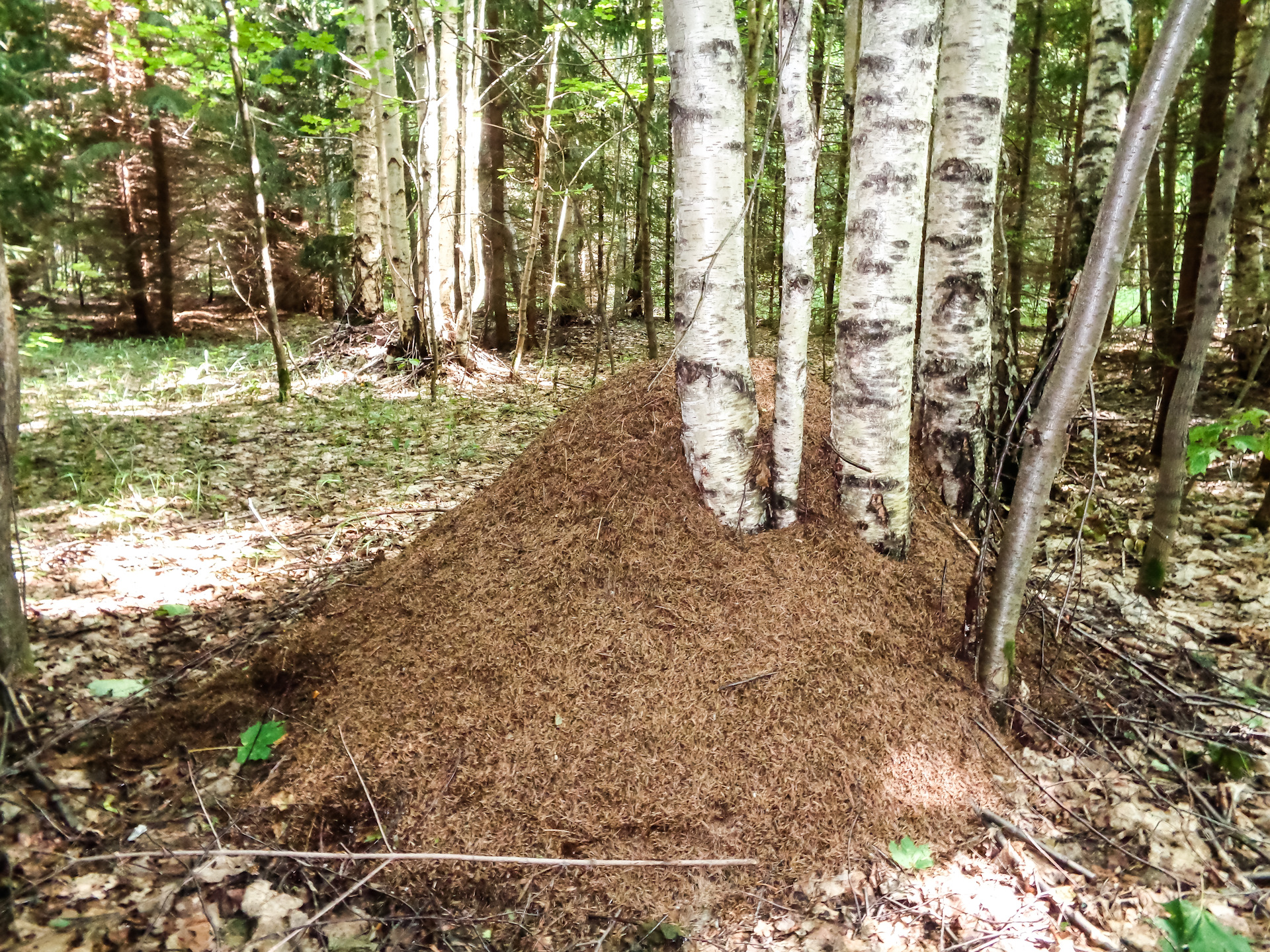 Как используются леса в Ульяновской области