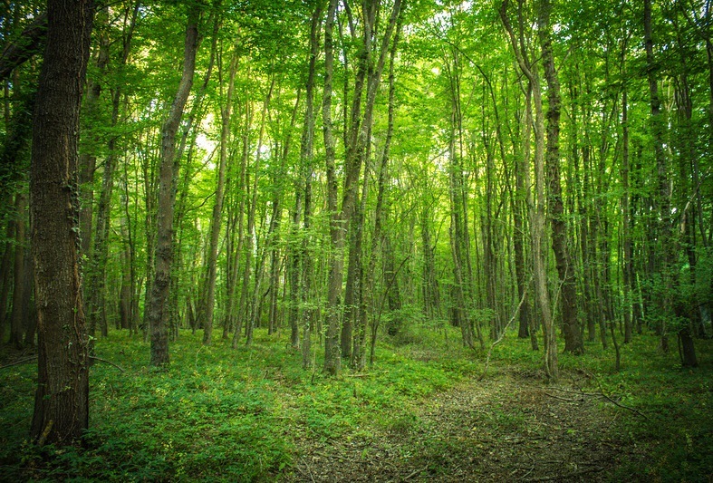 Фото самурского леса