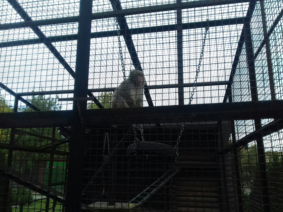 Ивановский зоопарк — DRIVE2