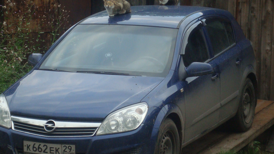 антифриз — Opel Astra H, 1,3 л, 2007 года | заправка | DRIVE2