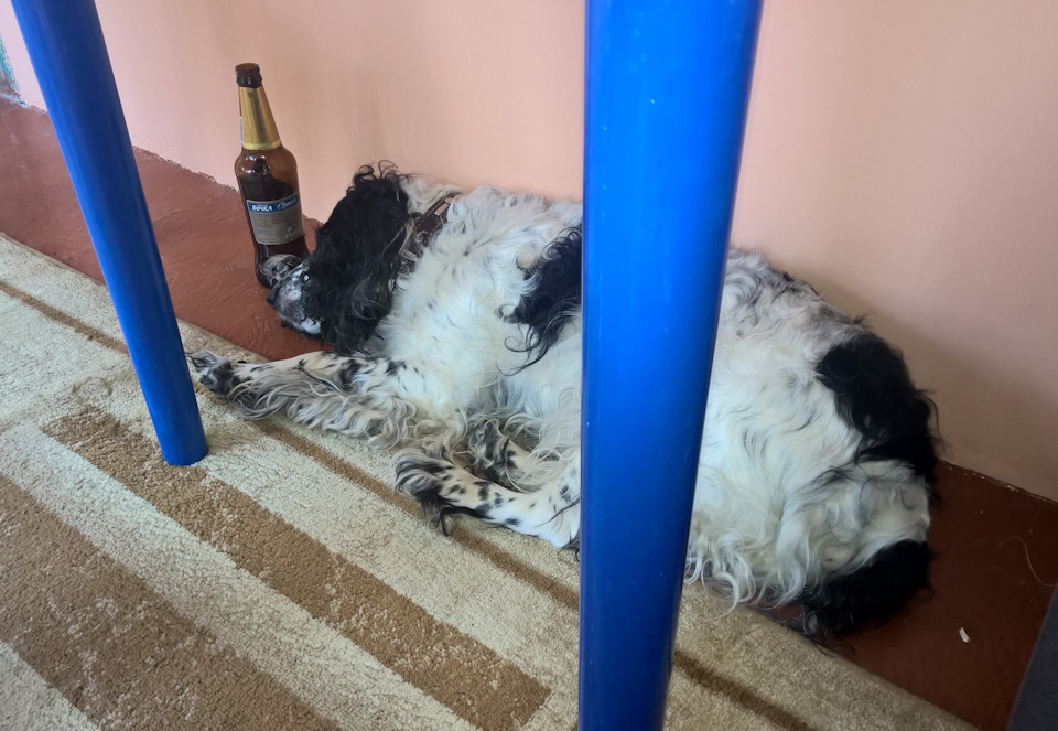 Фото в бортжурнале Audi 100 (C4)