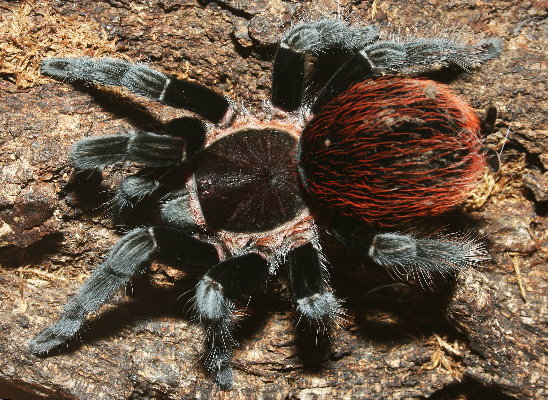 Паук-птицеед Brachypelma Vagans — Сообщество «Зверьё Моё» на DRIVE2