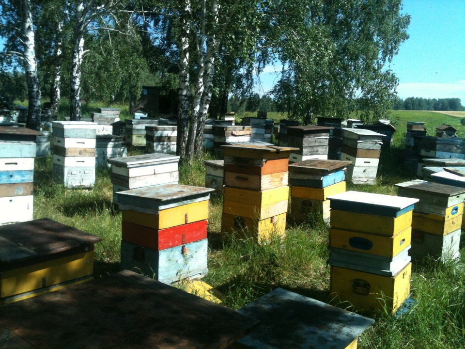 Купить пчел в московской области