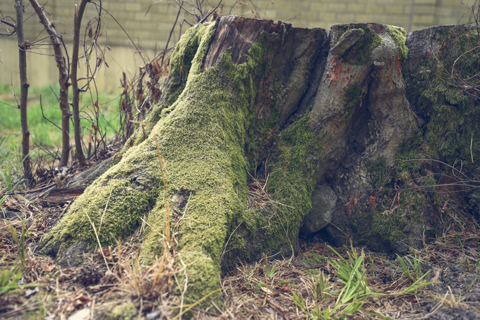 Тут даже пни — фотогеничные до безобразия! — Ford Explorer (5G)