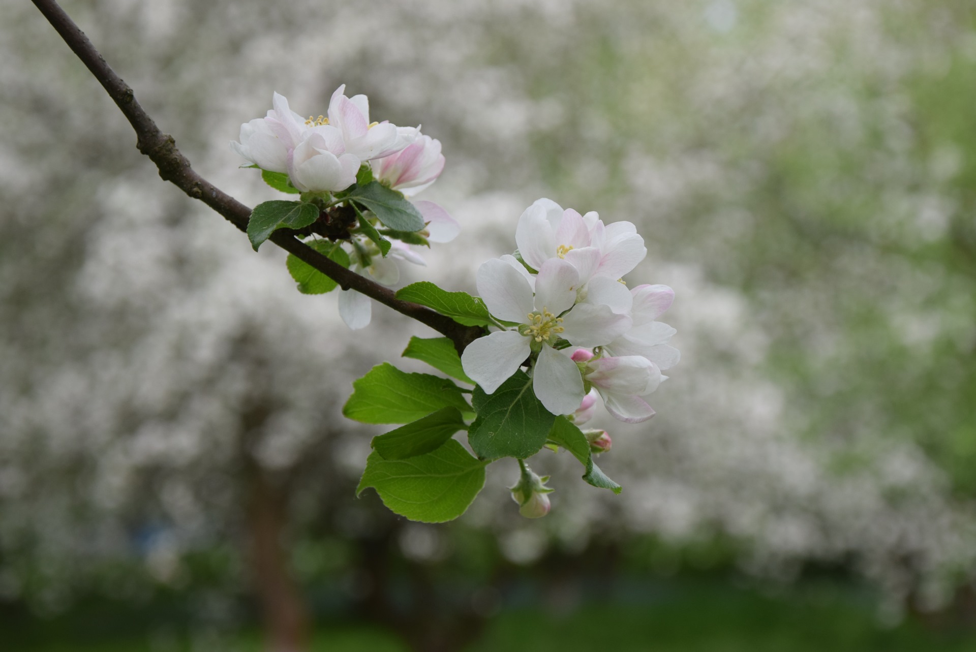 Весенний май песня. Цветущая яблоня Герцена. Яблони цветут Вятские Поляны. Май яблоня.