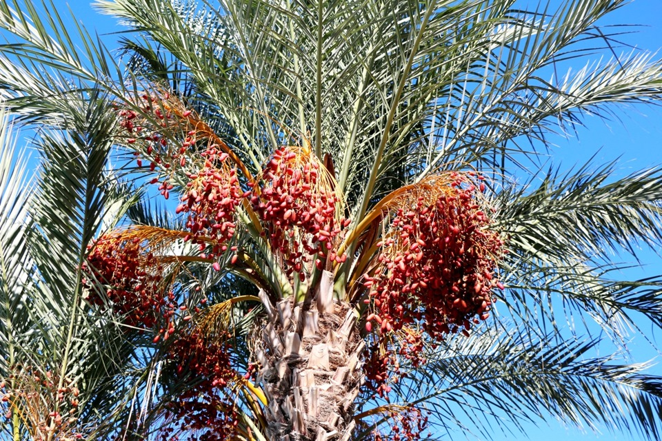 Мир фиников. Финиковые пальмы в Египте. Финиковая Пальма в Африке. Финиковая Пальма Дубай.