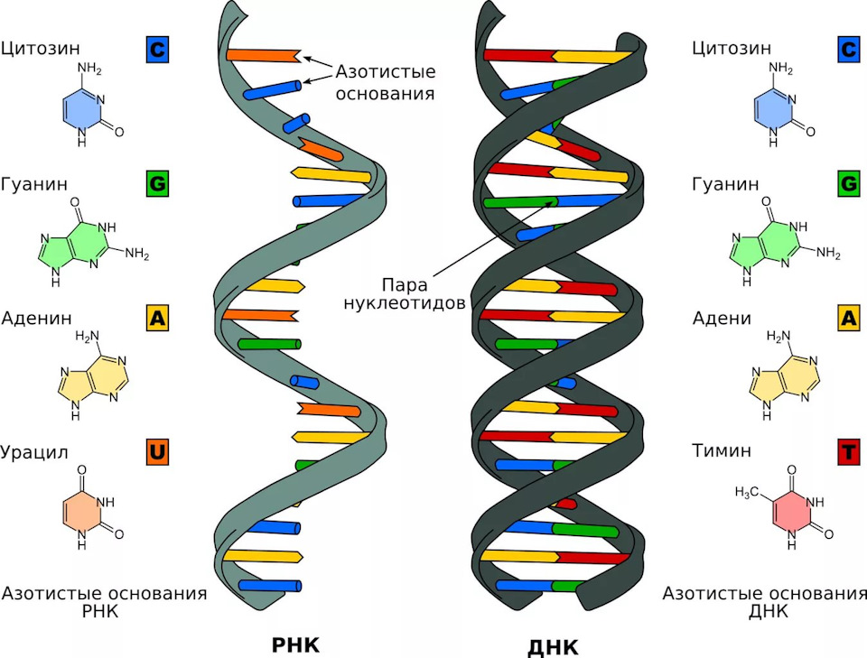 4 азотистых основания нуклеотидов днк. Нуклеиновые кислоты структура ДНК. Рибонуклеиновая кислота строение. Секвенирование Гена 16s РРНК. Молекула РНК.