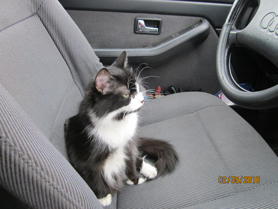 Война со спидометром. Проиграна — Audi 100 (C3), 1,8 л, 1990 года ...