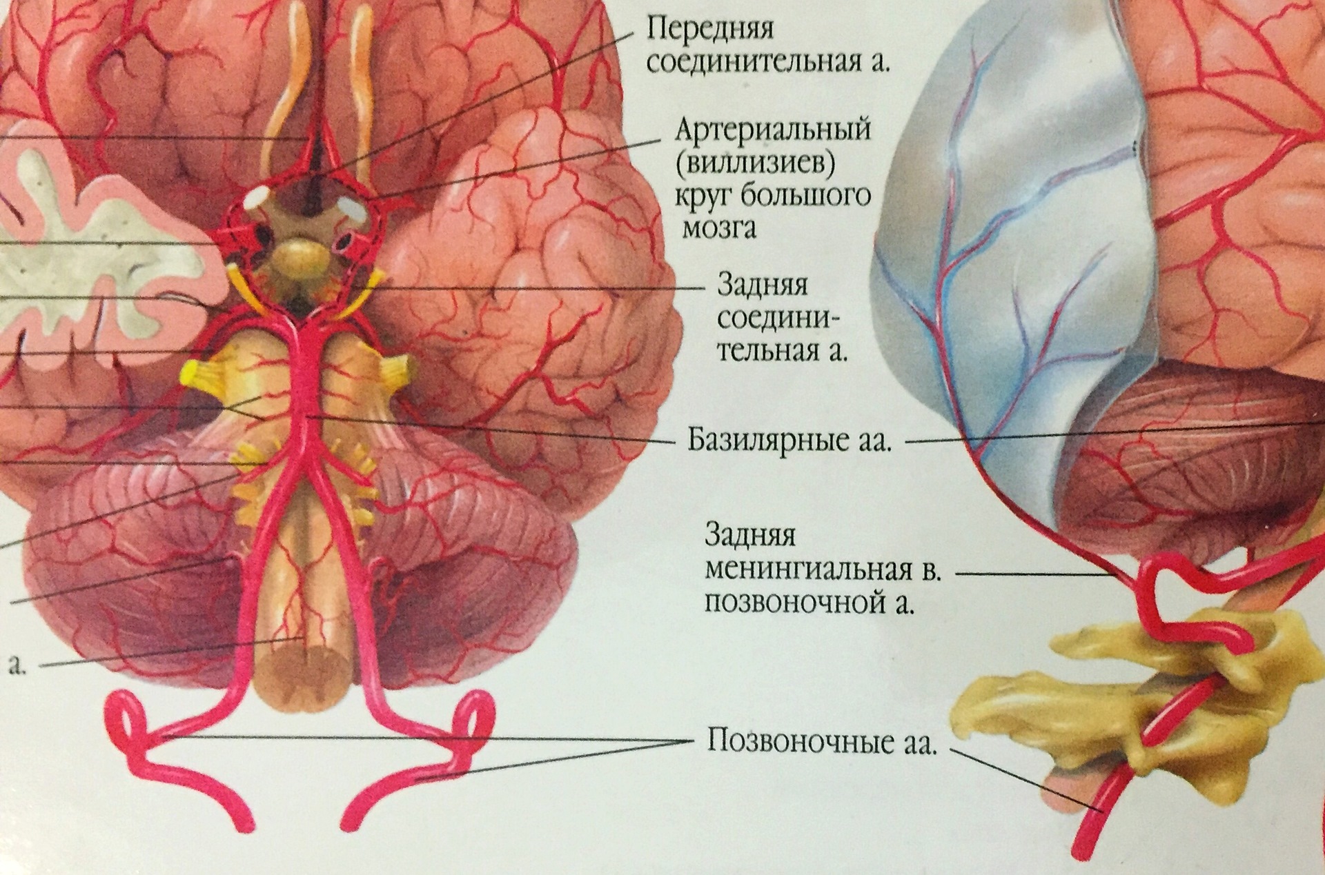 Кровоснабжение головного мозга анатомия Виллизиев круг