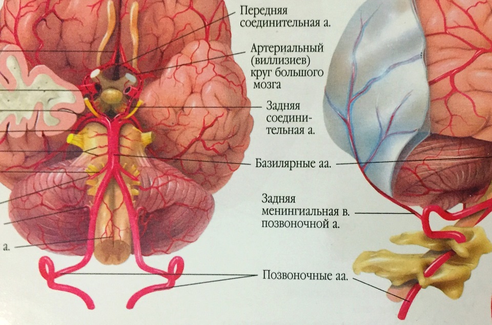 Картинка кровоснабжение головного мозга