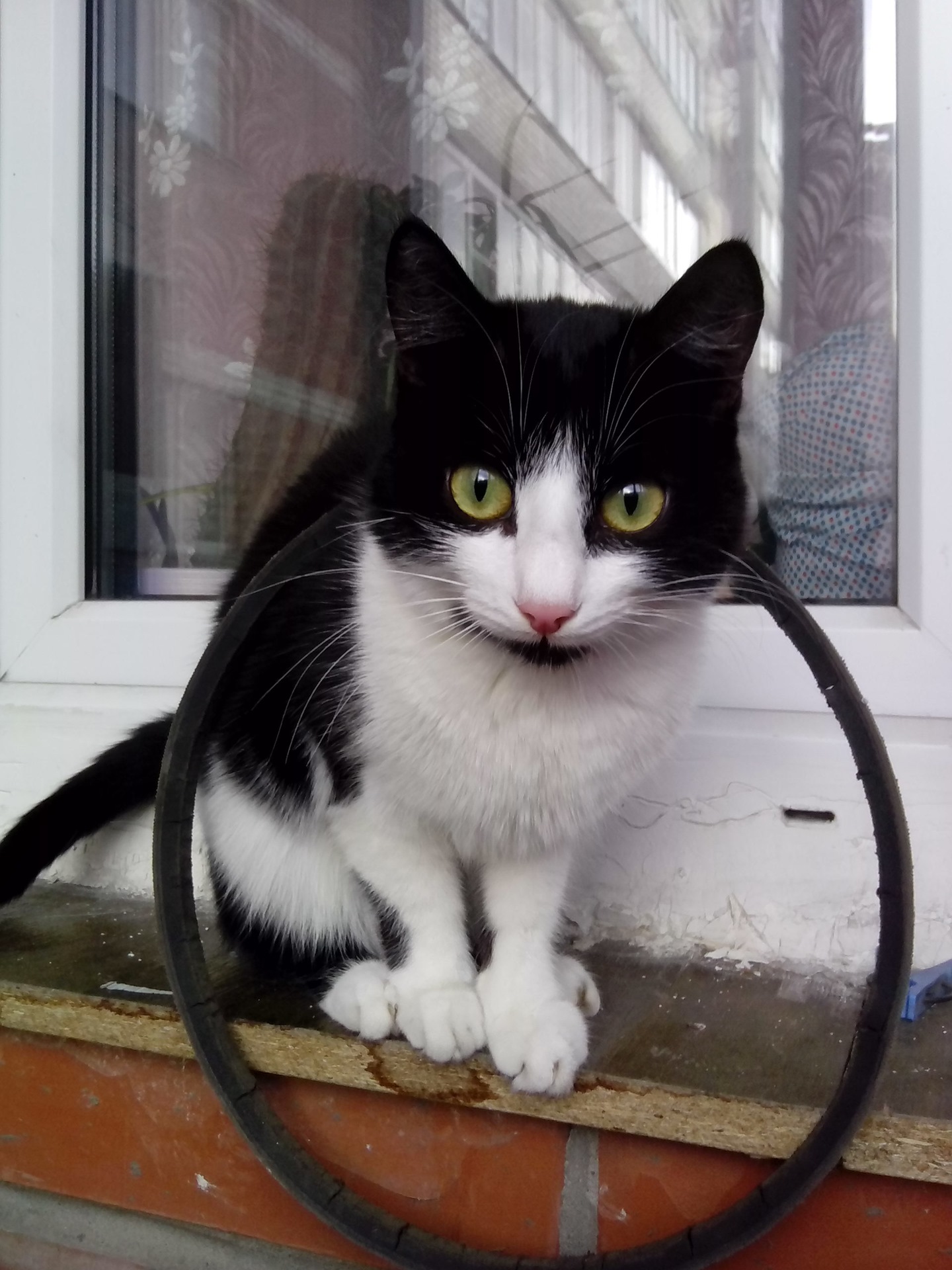 Замена ремня гидроусилителя — KIA Sportage (1G), 2 л, 2003 года ...