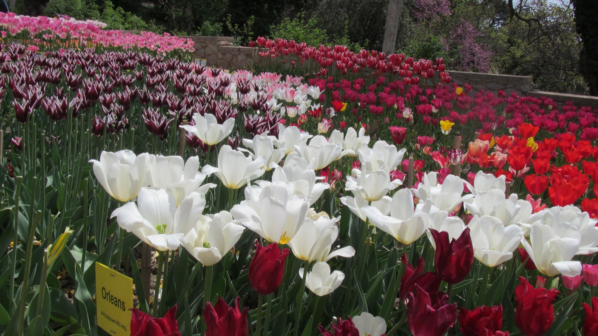 Тюльпаны в Никитском Ботаническом саду 2021