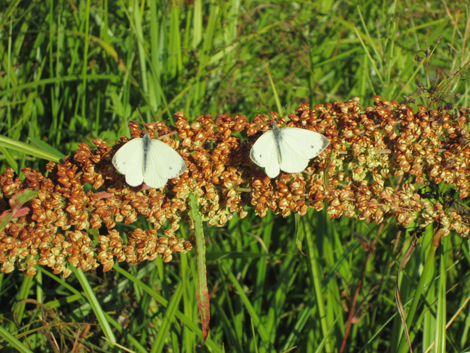 Фото в бортжурнале УАЗ 315195 Hunter