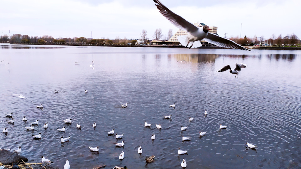 Под вечер немного распогодилось и чайки решили гопнуть прохожих на хлебушег — Chevrolet Epica