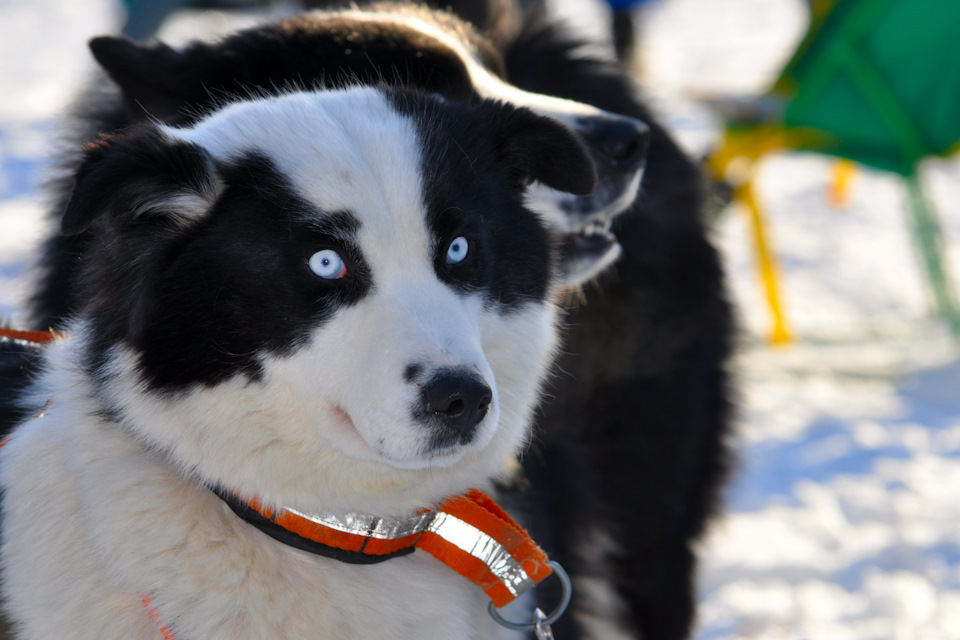 Приз зрительских симпатий среди меня — Jeep Grand Cherokee (ZJ)