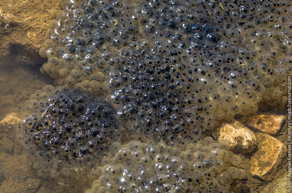 Пшехский водопад как добраться на машине. Смотреть фото Пшехский водопад как добраться на машине. Смотреть картинку Пшехский водопад как добраться на машине. Картинка про Пшехский водопад как добраться на машине. Фото Пшехский водопад как добраться на машине