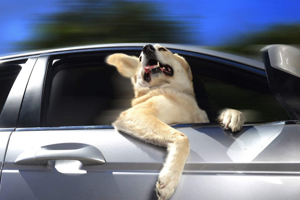 Фото в бортжурнале Volkswagen Caravelle (T3)