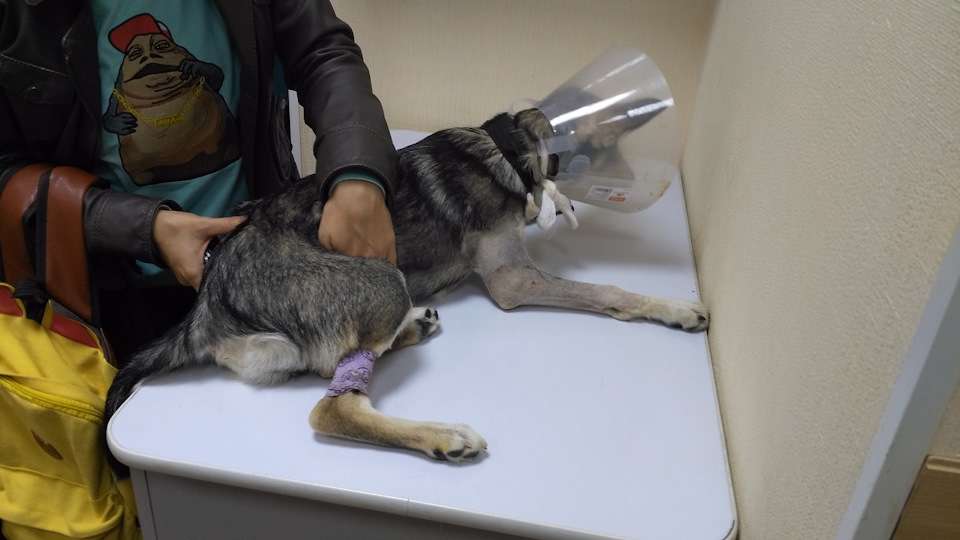 Гром Дома. Сколько стоит починить собаку. — DRIVE2