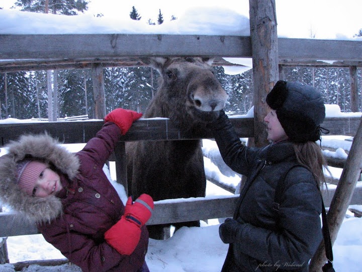 21-24.02.2010 Южная Карелия. В поисках водопадов. Таежный зоопарк ...