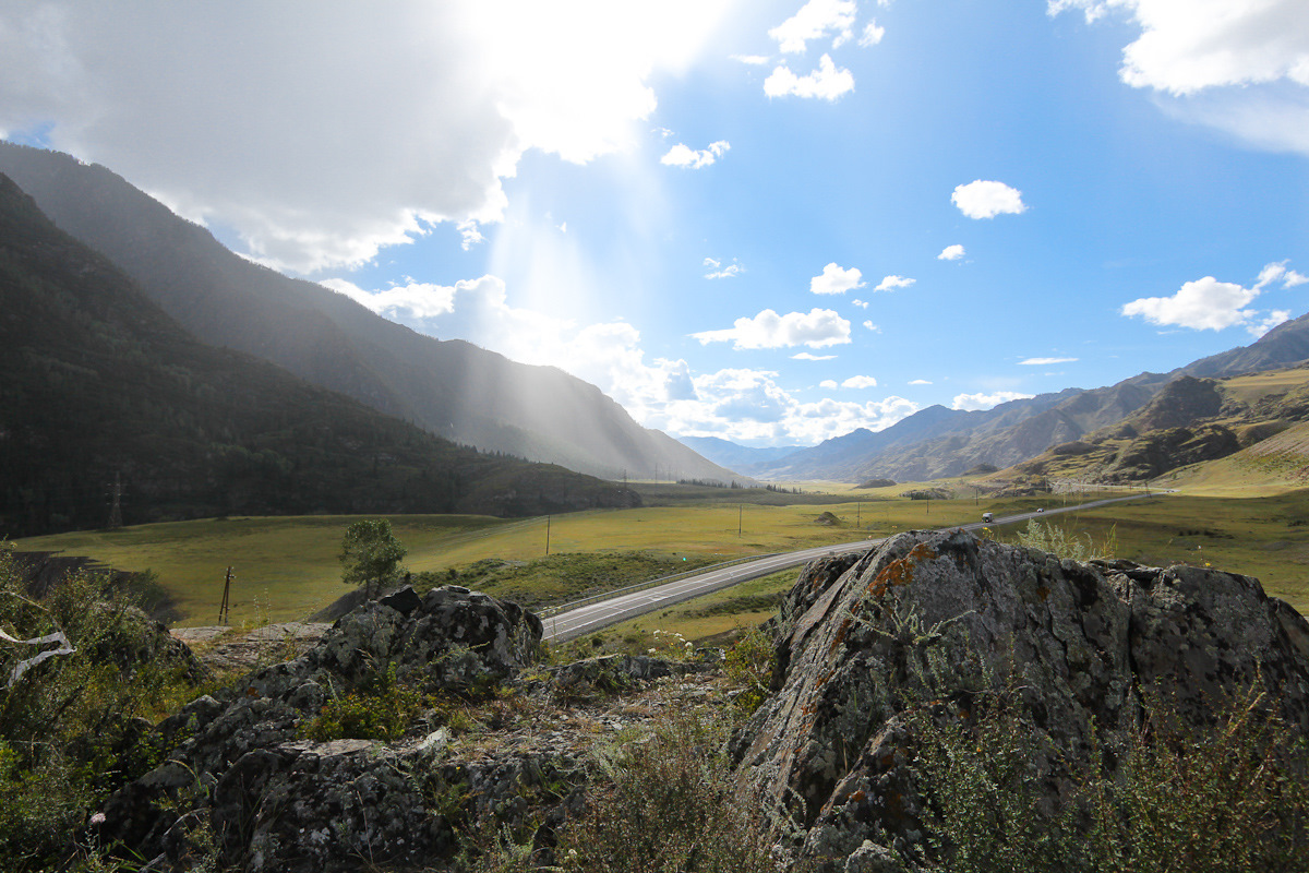 петербург алтай. плато укок флора. петербург алтай. горный алтай из спб. укок горный алтай.