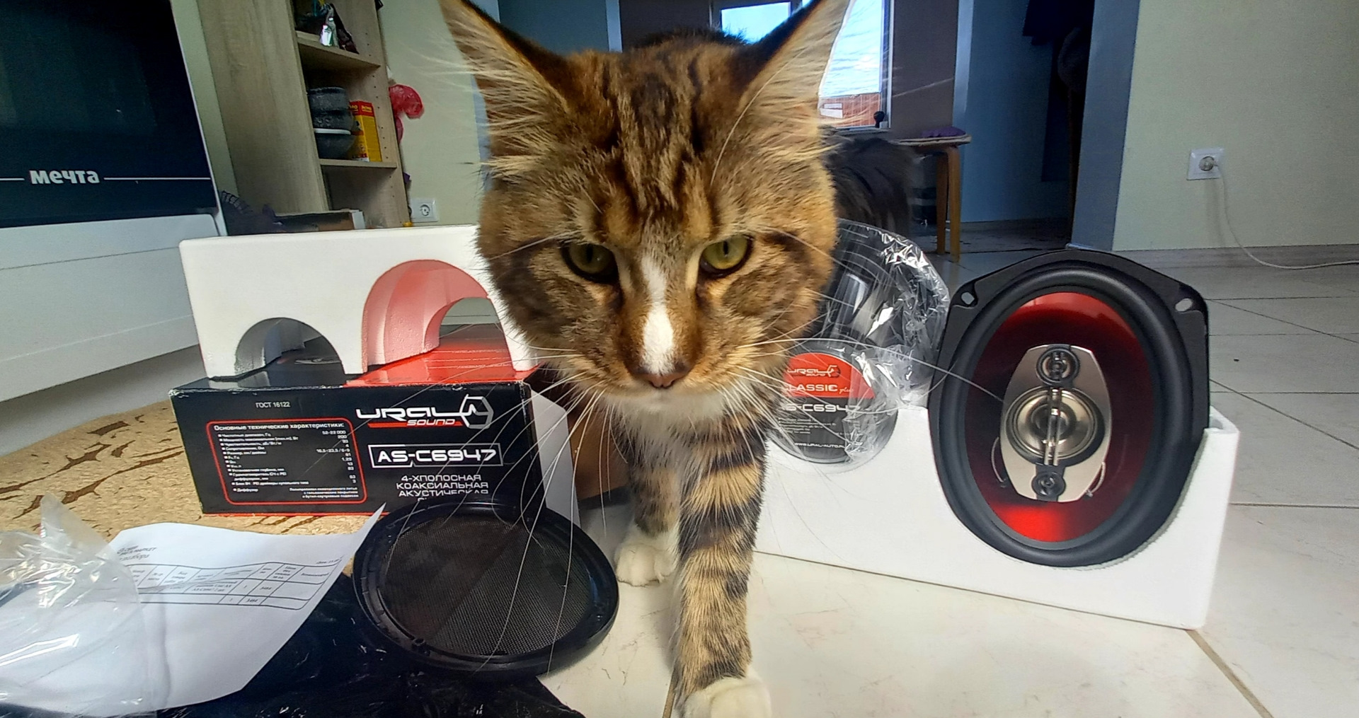 Кот в мечтах. Мечта коте. Hoff котик. Мечта коте. Кот в мечтах.