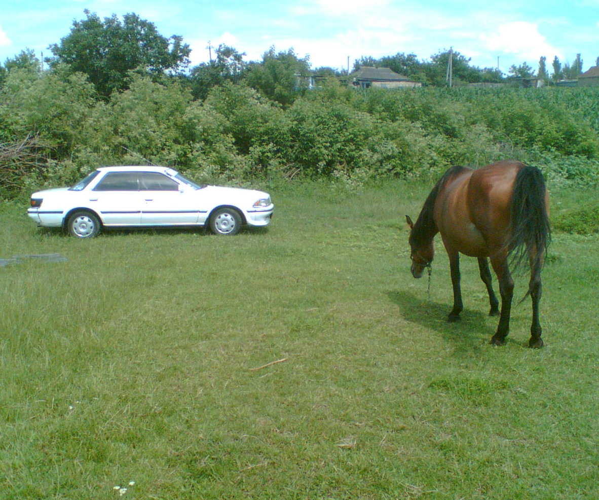  29 2010 Toyota Carina ED 18 1987 