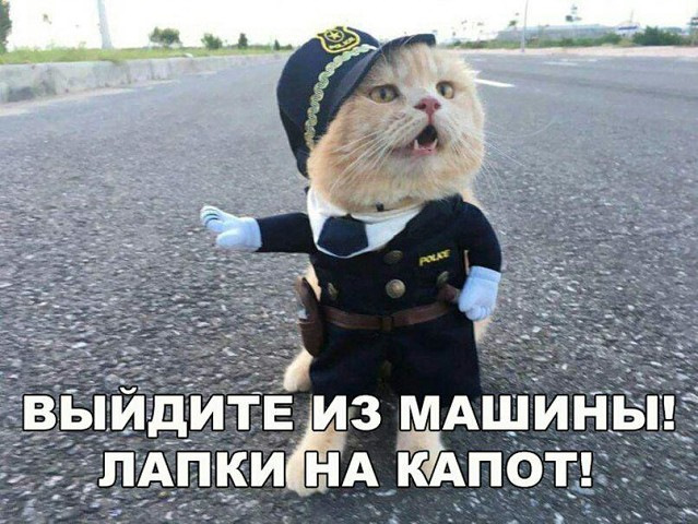 Полицейский кот