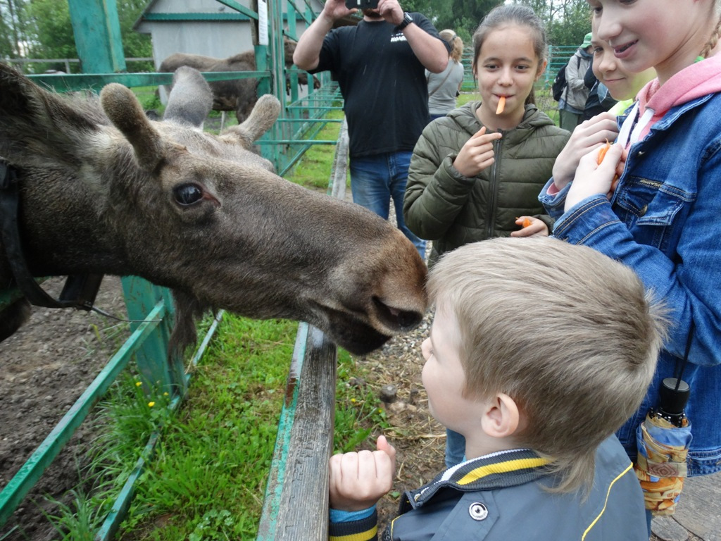 Лосиная ферма кострома фото