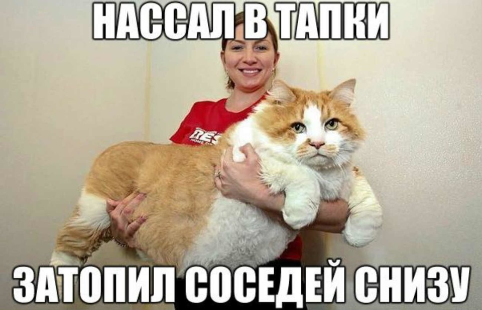 Кота Тапком Фото