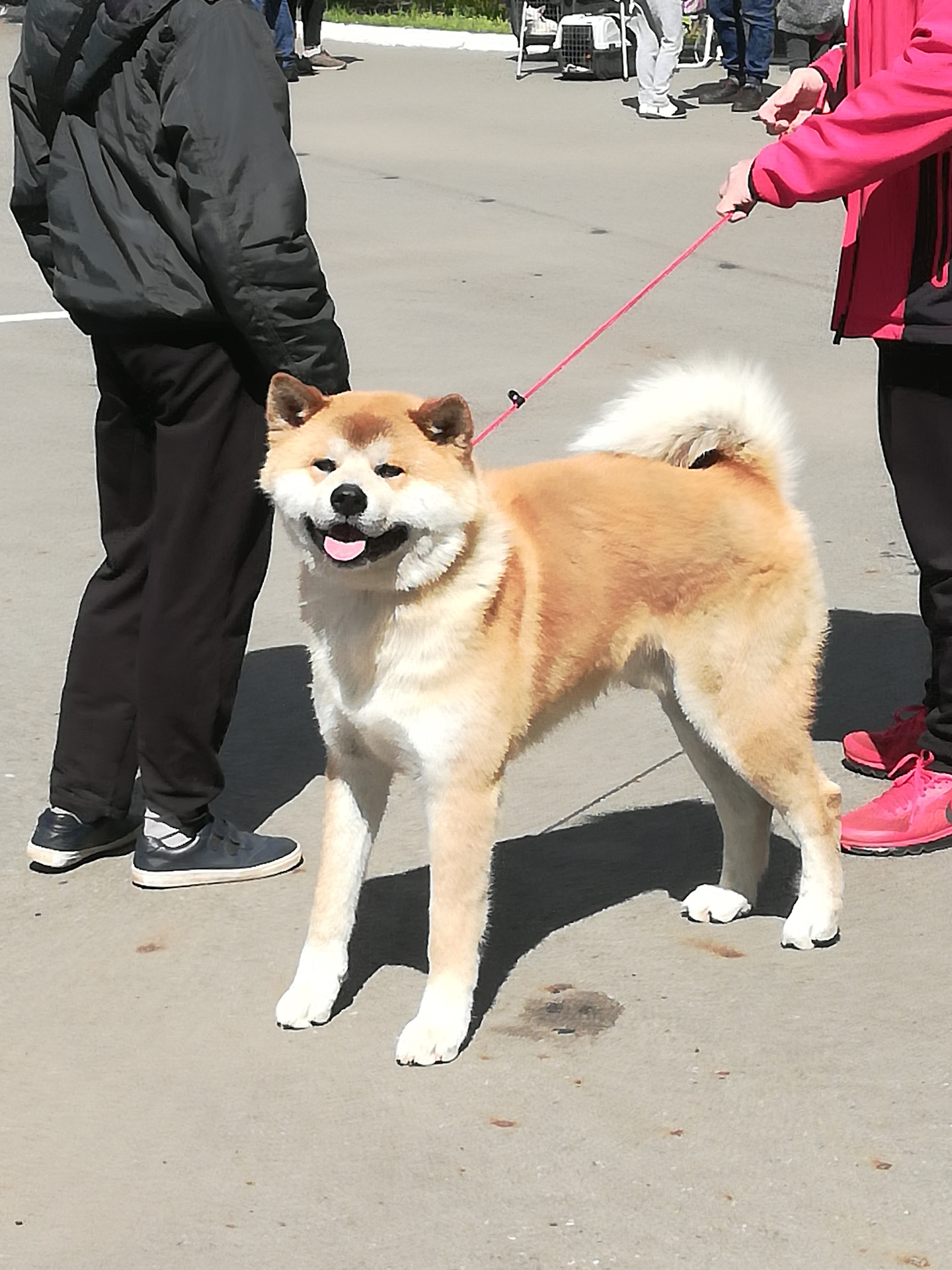 авито сарапул собаки