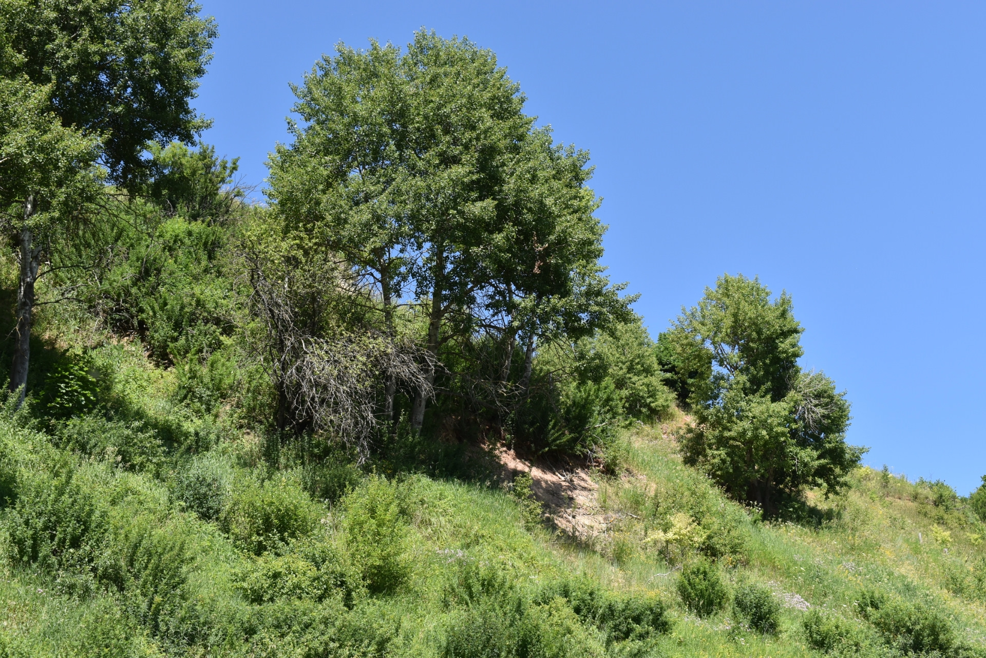 Тишь и гладь озера Тишь… — УАЗ 315195 Hunter, 2,7 л, 2018 года ...