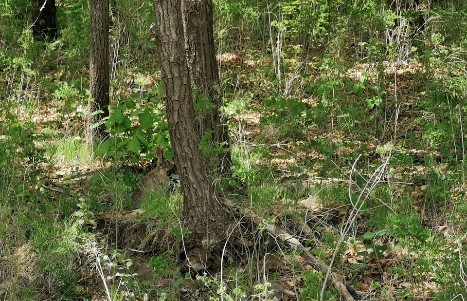 Фото в бортжурнале Toyota Land Cruiser Prado 70-series