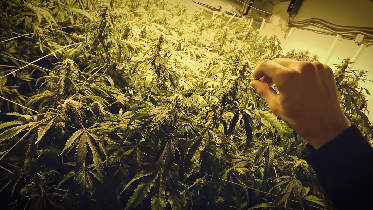 штраф выращивания марихуаны
